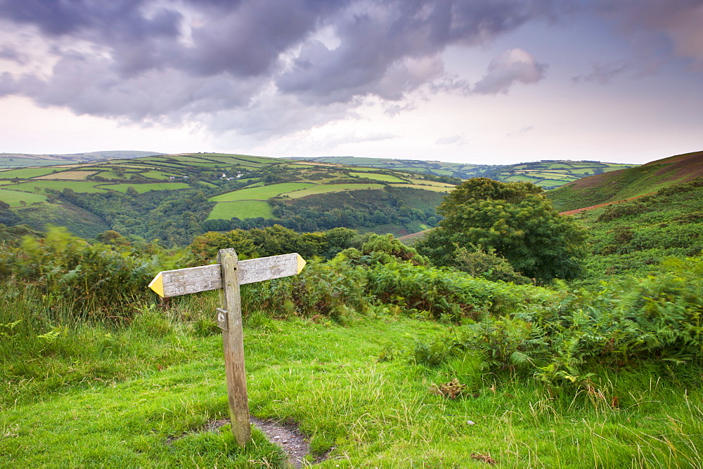 Footpath on Trentishoe down in Exmoor National Park, Devon, England, United Kingdom, Europe