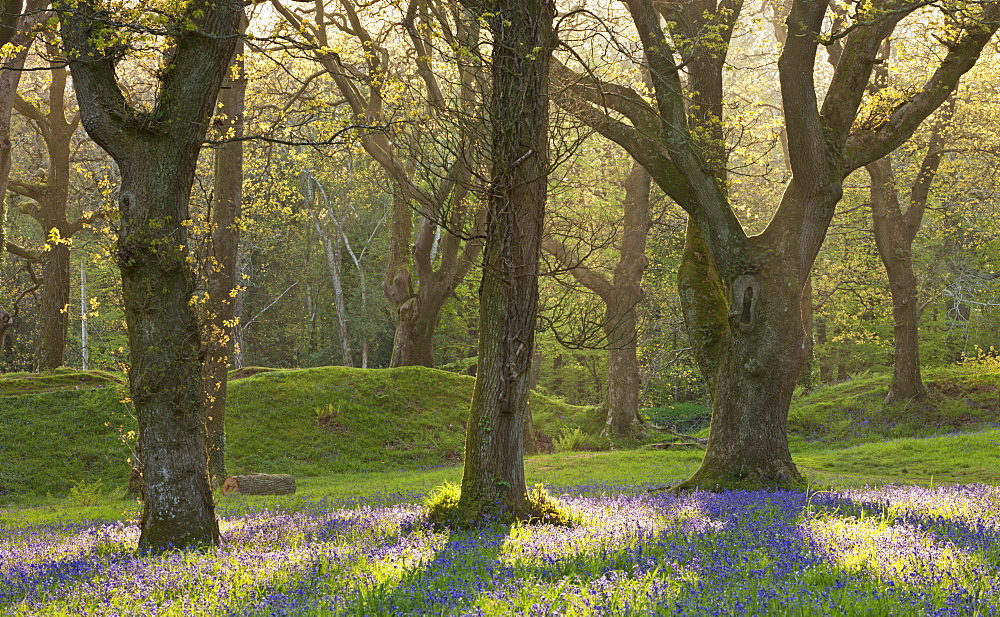 Bluebells growing in an oak woodland, Blackbury Camp, Devon, England, United Kingdom, Europe