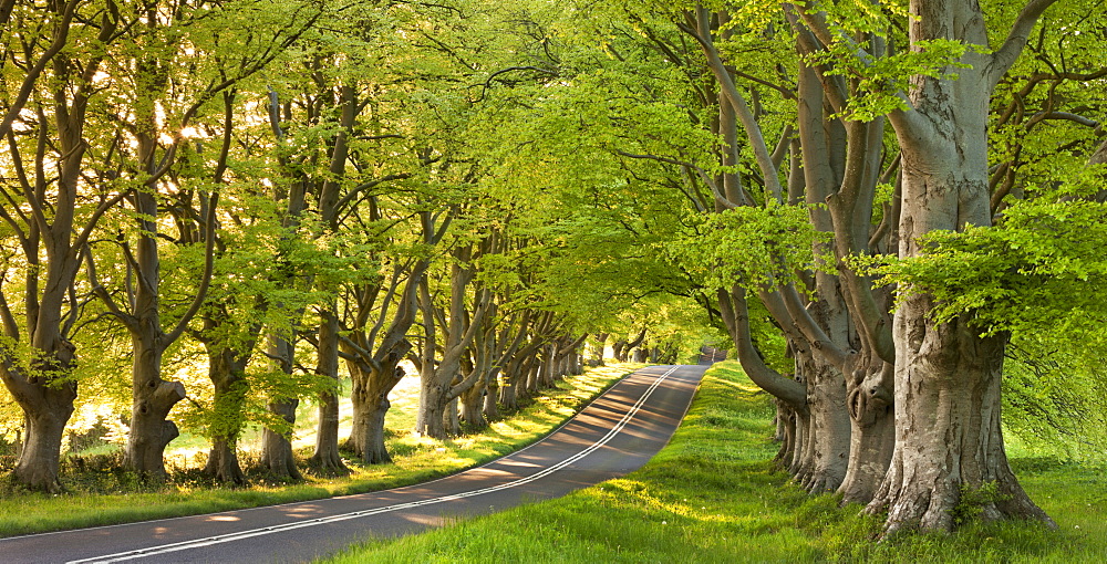 Winding country lane through beech trees, near Wimborne, Dorset, England, United Kingdom, Europe