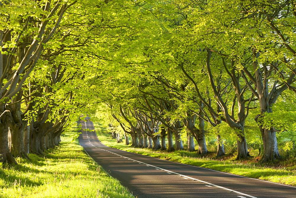 Beech tree avenue early one spring morning, near Wimborne, Dorset, England, United Kingdom, Europe