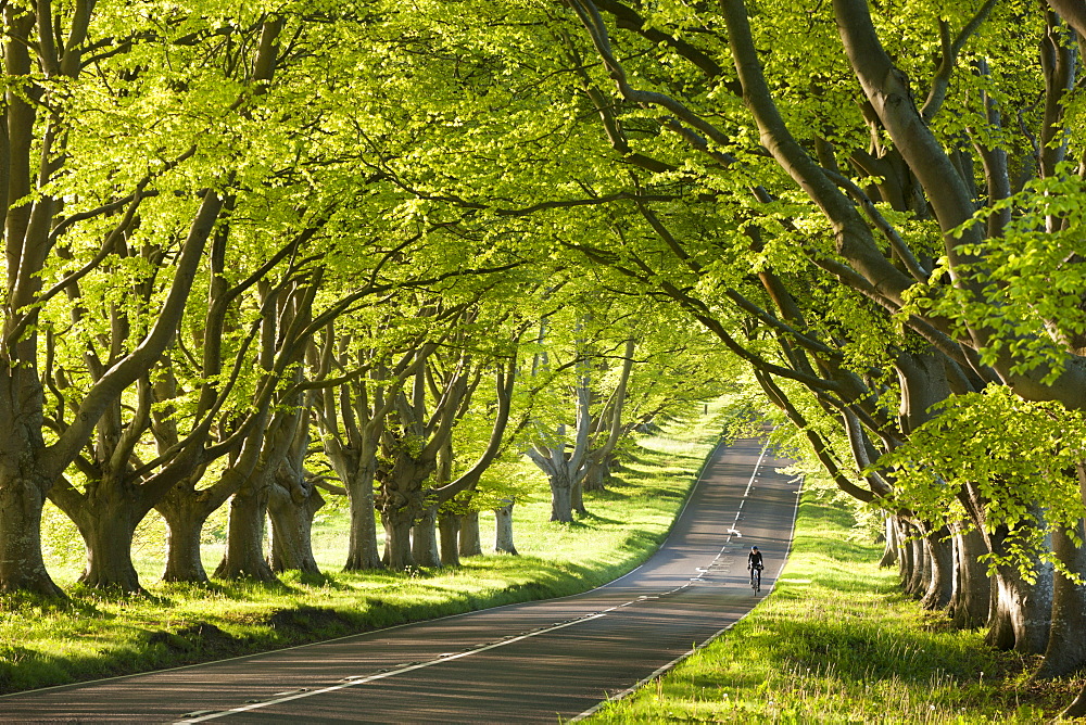 Cyclist riding along a beautiful beech lined country lane, Wimborne, Dorset, England, United Kingdom, Europe