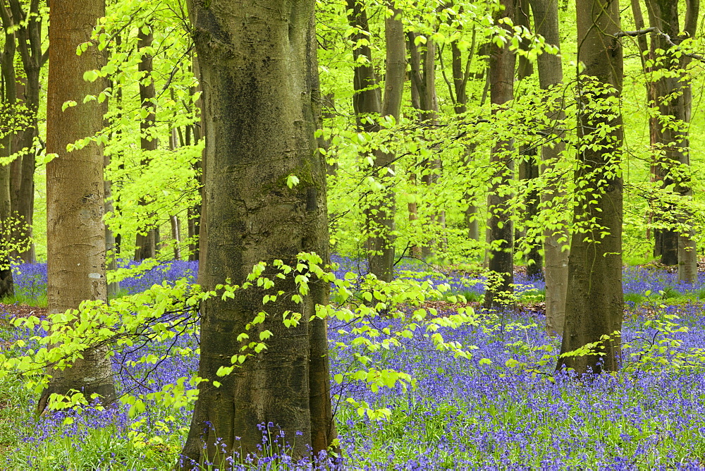 Bluebell carpet in a beech woodland, West Woods, Lockeridge, Wiltshire, England, United Kingdom, Europe