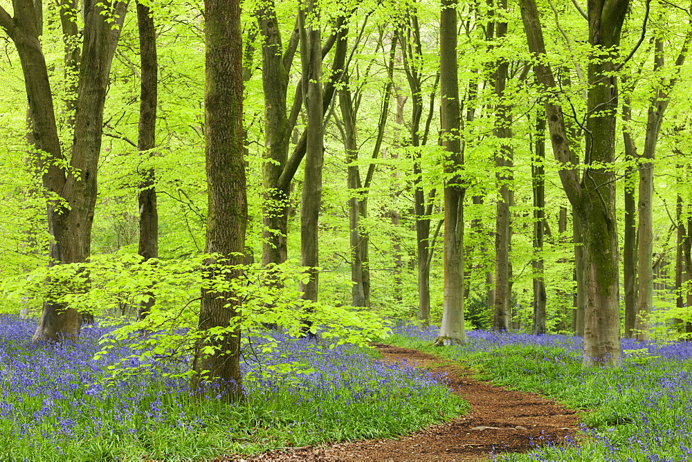 Bluebell carpet in a beech woodland, West Woods, Wiltshire, England, United Kingdom, Europe