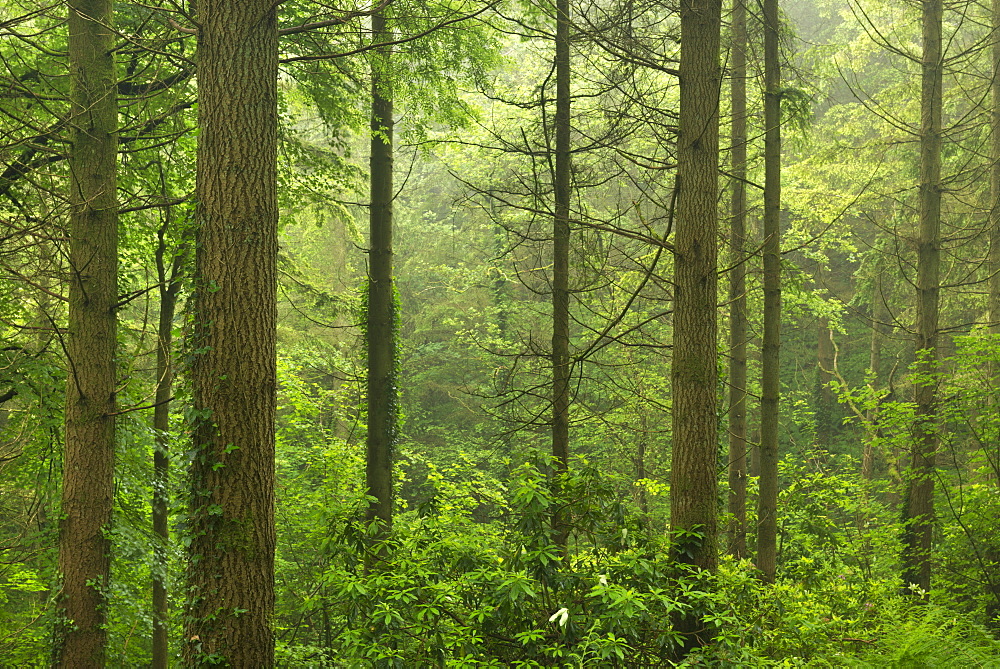 Vibrant pine woodland in summertime, Morchard Wood, Devon, England, United Kingdom, Europe