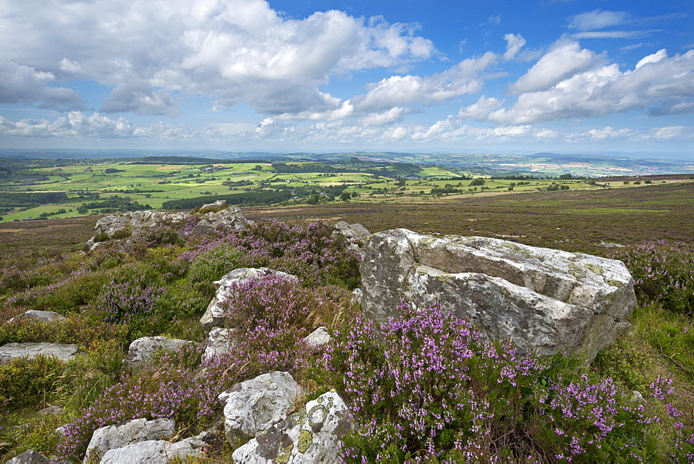 Flowering heather on the Stiperstones ridge, Shropshire, England, United Kingdom, Europe