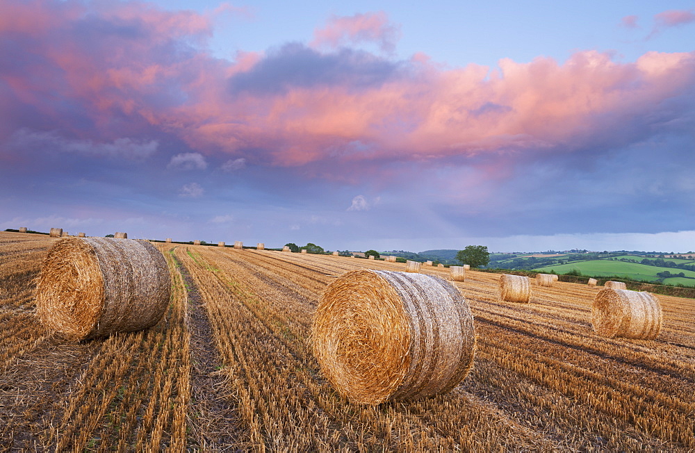 Hay bales in a ploughed field beneath a pink sunset sky, Eastington, Devon, England, United Kingdom, Europe