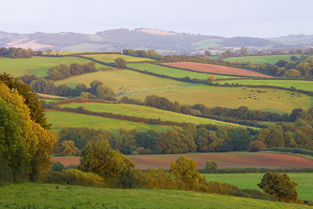 Patchwork fields in countryside near Crediton, Devon, England, United Kingdom, Europe