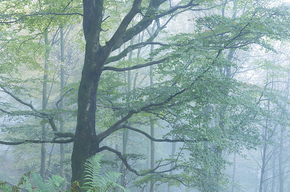 Deciduous woodland in mist, Grasmere, Lake District National Park, Cumbria, England, United Kingdom, Europe 