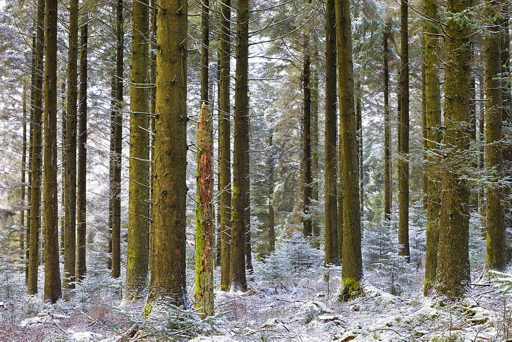 Snow dusted pine woodland at Fernworthy Forest, Dartmoor National Park, Devon, England, United Kingdom, Europe 