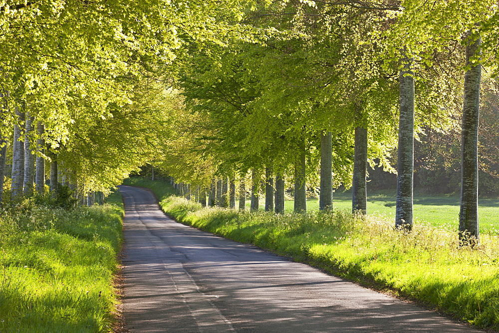 Tree lined country lane in springtime, Dorset, England, United Kingdom, Europe 