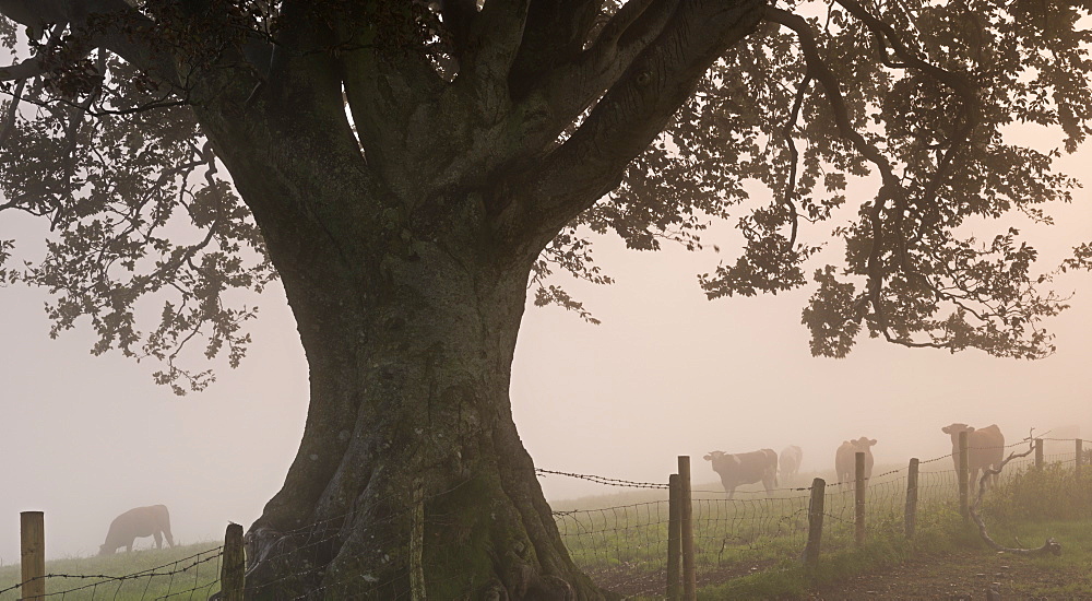 Cattle grazing in a field beside an ancient tree in autumn, Devon, England, United Kingdom, Europe 