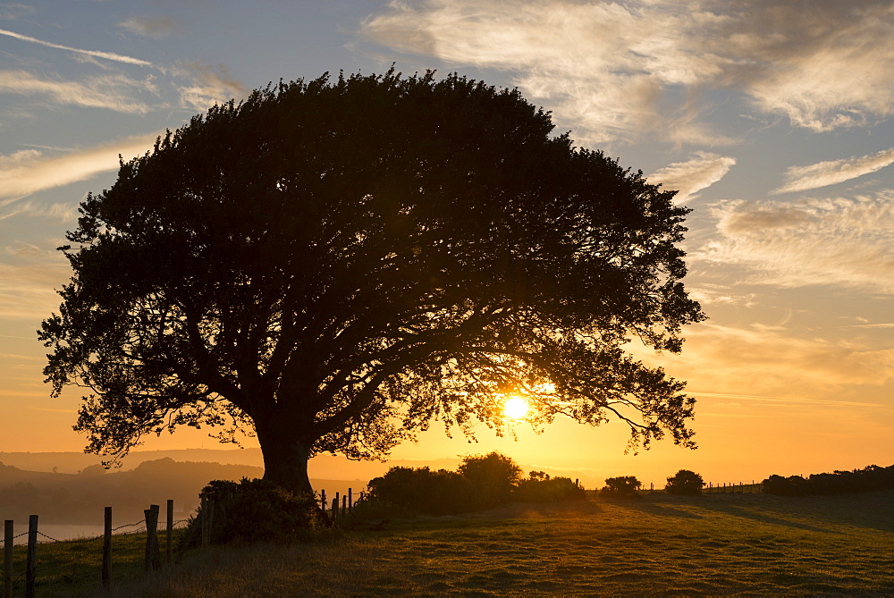 Colourful sunrise behind a tree in the countryside in autumn, Devon, England, United Kingdom, Europe 