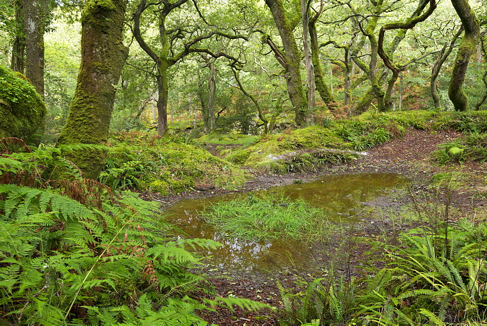 Dewerstone Wood in Dartmoor National Park, Devon, England, United Kingdom, Europe 