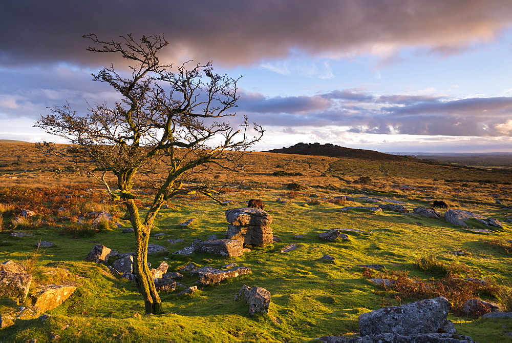 Looking to Pew Tor from Feather Tor, Dartmoor National Park, Devon, England, United Kingdom, Europe 