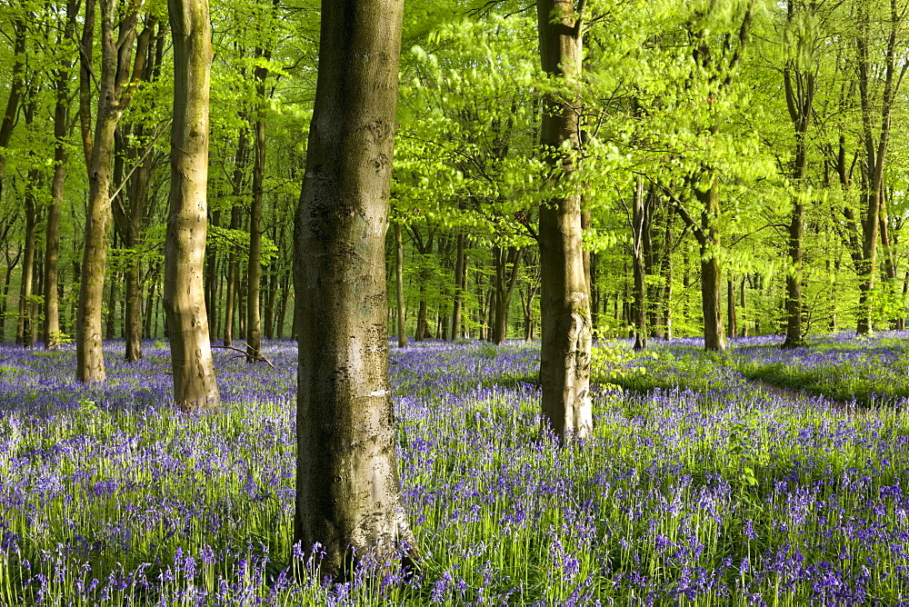 Common bluebells growing in a mature beech wood, West Woods, Marlborough, Wiltshire, England, United Kingdom, Europe 