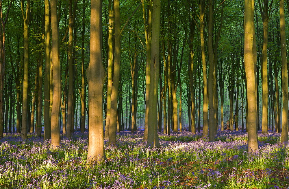 Bluebells growing in a beech wood, West Woods, Lockeridge, Wiltshire, England, United Kingdom, Europe 