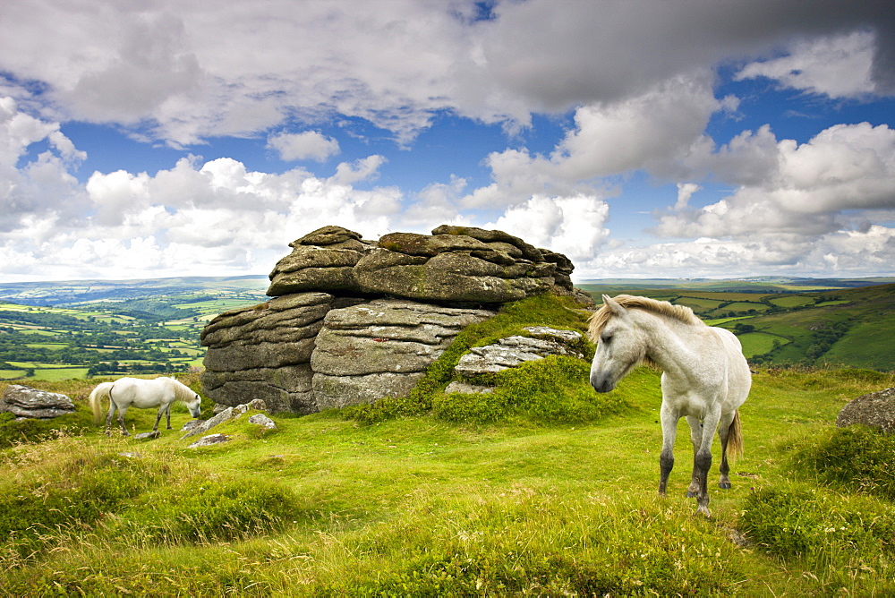 Ponies graze in the summer sunshine beside Chinkwell Tor in Dartmoor National Park, Devon, England, United Kingdom, Europe 