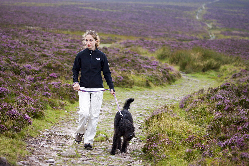 Young woman walking labradoodle dog on moorland path, surrounded by flowering heather, Exmoor National Park, Somerset, England, United Kingdom, Europe