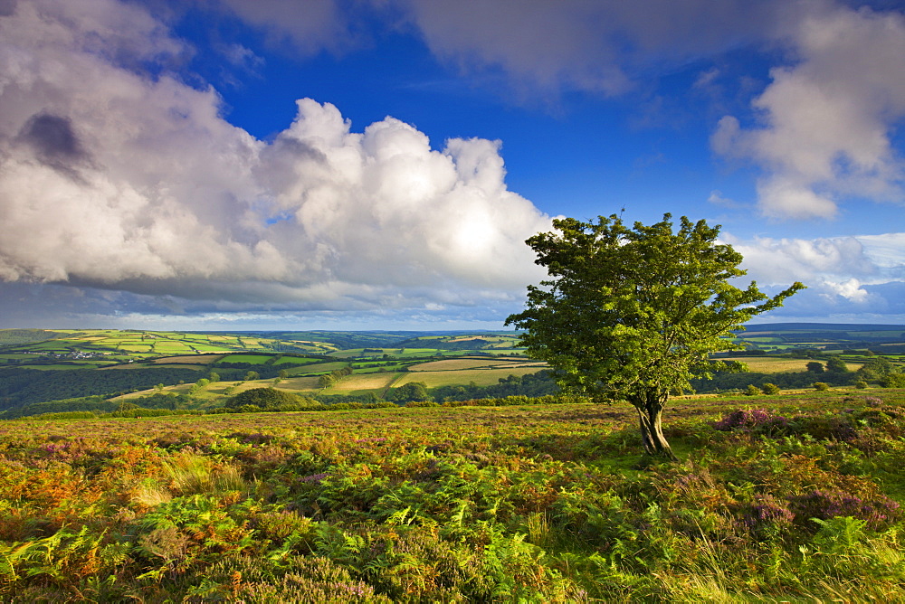 Views from Dunkery Hill on a blustery summer's day, Exmoor National Park, Somerset, England, United Kingdom, Europe 