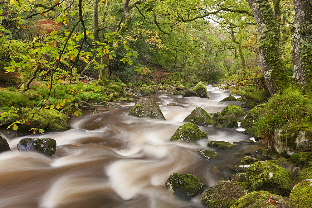 River Plym running through Dewerstone Wood in Dartmoor, Devon, England, United Kingdom, Europe 