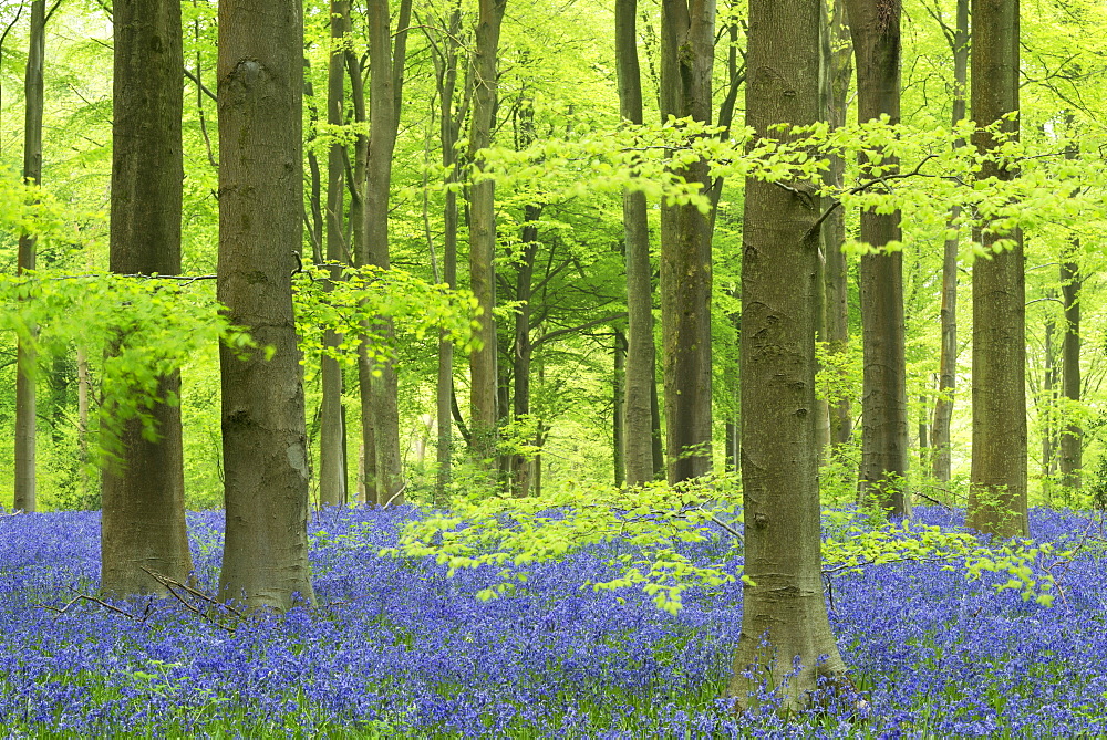 Bluebells (Hyacinthoides non-scripta) growing in a mature beech tree woodland in spring, West Woods, Wiltshire, England, United Kingdom, Europe 