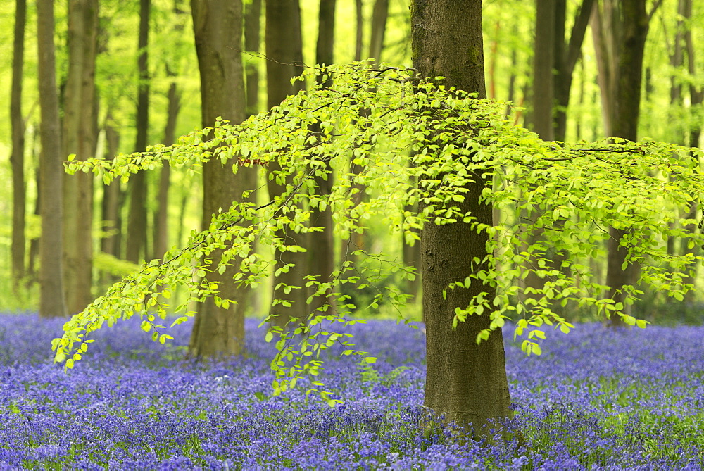 Bluebells (Hyacinthoides non-scripta) growing in a mature beech tree woodland in spring, West Woods, Wiltshire, England, United Kingdom, Europe 