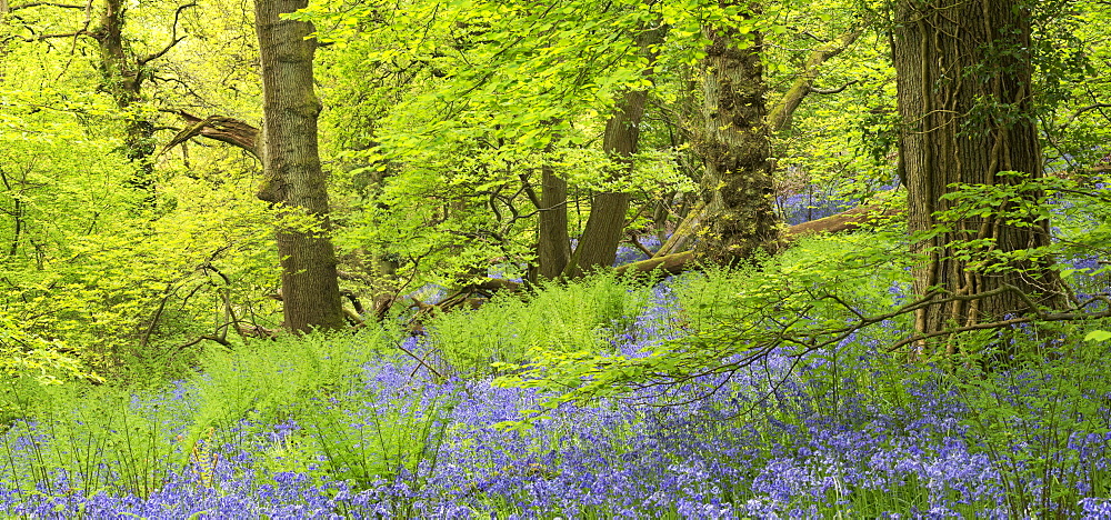 Bluebell woodland in Priors Wood, Portbury, Avon, England, United Kingdom, Europe 