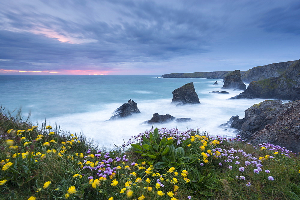 Wildflowers growing on the clifftops above Bedruthan Steps on a stormy evening, Cornwall, England, United Kingdom, Europe 