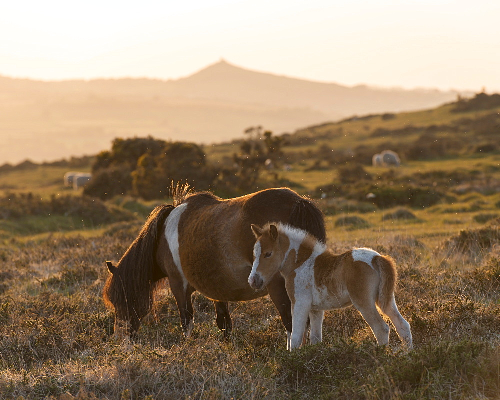 Dartmoor pony and foal grazing on moorland with Brentor beyond, Dartmoor, Devon, England, United Kingdom, Europe 