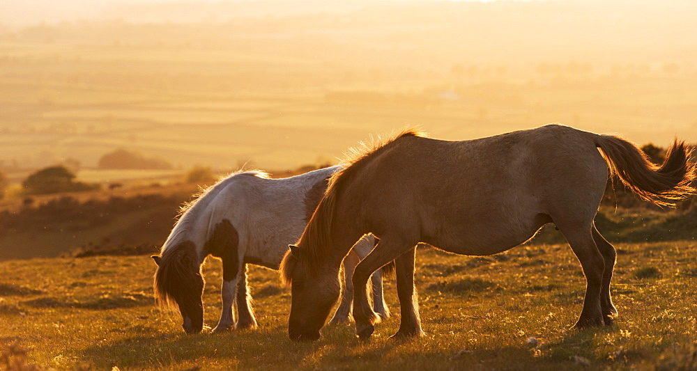 Dartmoor ponies grazing on moorland in summer, Dartmoor National Park, Devon, England, United Kingdom, Europe 