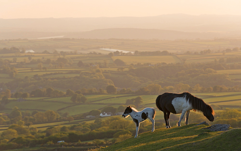 Dartmoor pony and foal grazing on moorland in summer, backed by rolling Devon countryside, Dartmoor, Devon, England, United Kingdom, Europe 