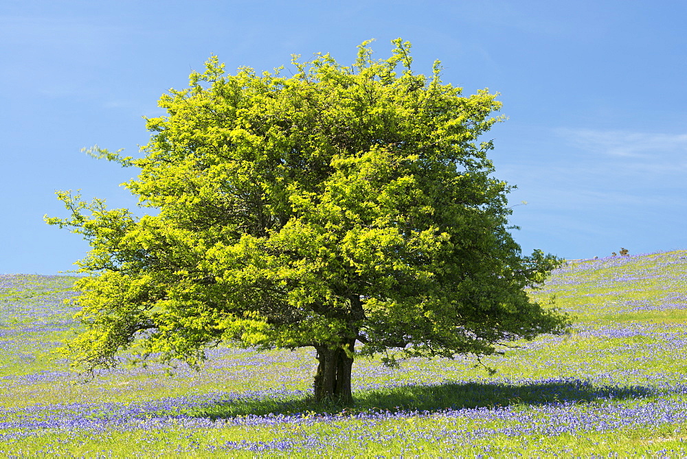 Hawthorn tree and bluebells flowering on Holwell Lawn, Dartmoor, Devon, England, United Kingdom, Europe 