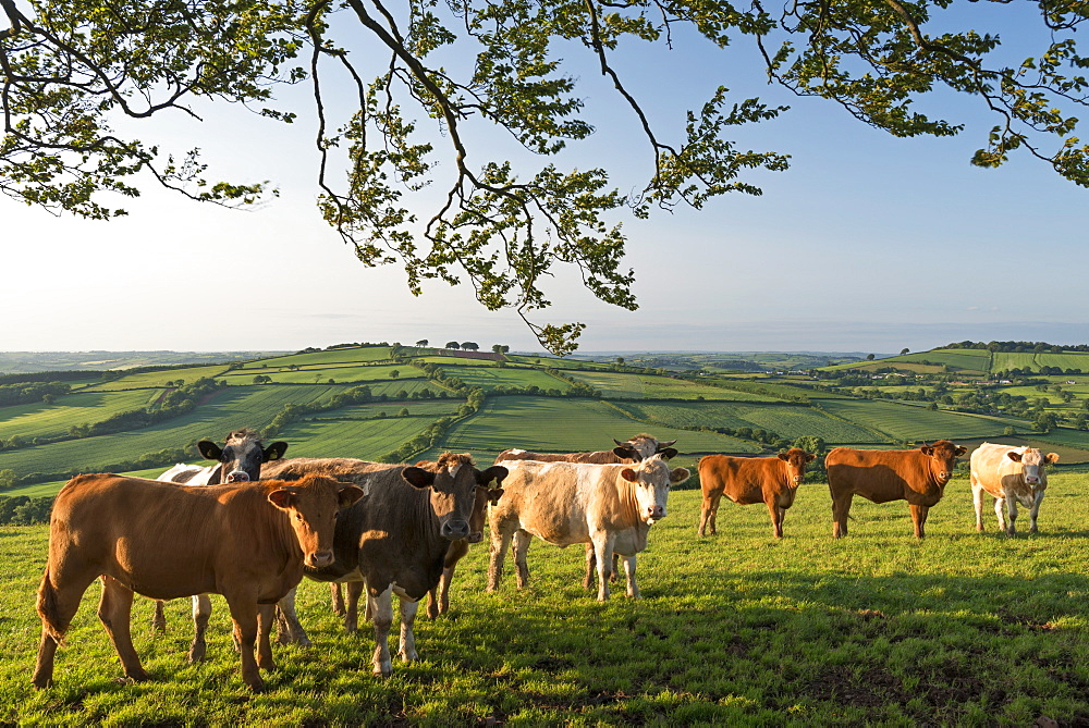 Cattle grazing in rolling countryside, Stockleigh Pomeroy, Devon, England, United Kingdom, Europe 