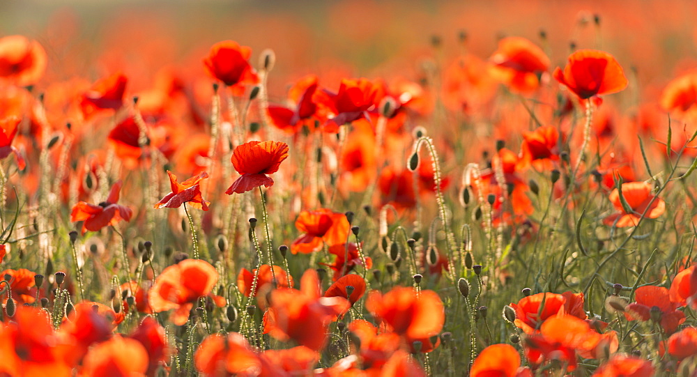 Wild poppies on a beautiful summer's day, Dorset, England, United Kingdom, Europe 