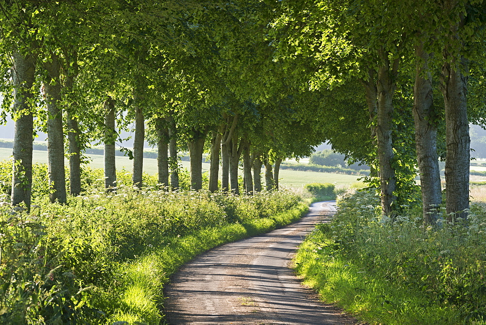 Winding tree lined country lane in summer, Dorset, England, United Kingdom, Europe 