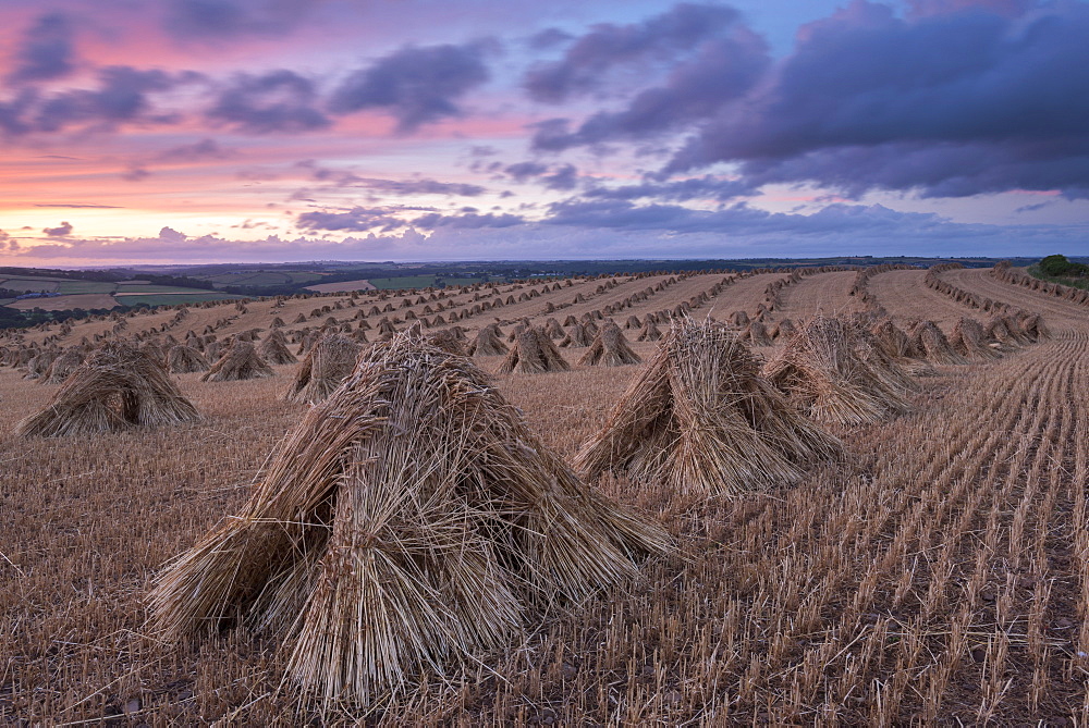 Corn stooks for thatching, Devon, England, United Kingdom, Europe 