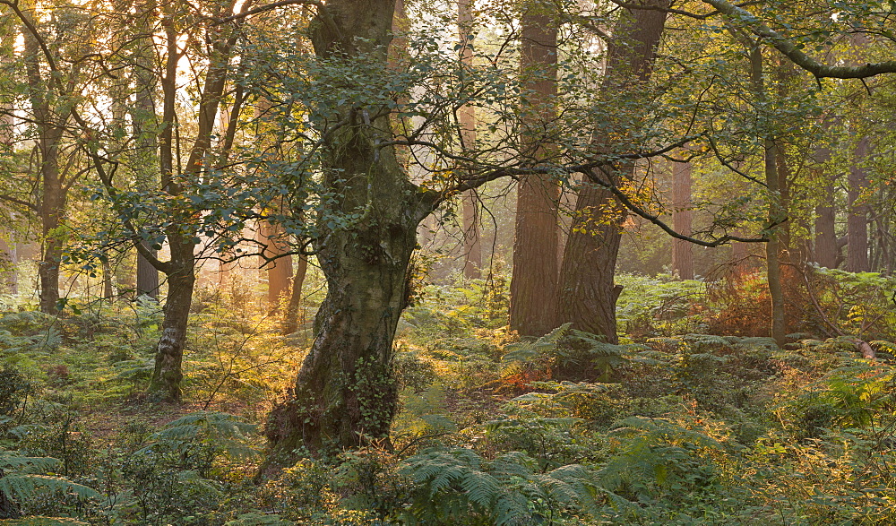 Morning sunlight illuminates a woodland in summer near Webber's Post, Exmoor, Somerset, England, United Kingdom, Europe 