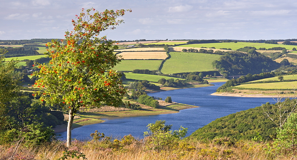 Rowan tree on Haddon Hill, overlooking Wimbleball Lake, Exmoor, Somerset, England, United Kingdom, Europe