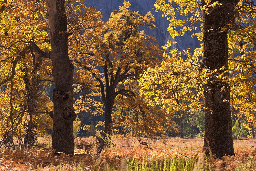 Black Oaks with spectacular autumnal colours in Yosemite Valley, UNESCO World Heritage Site, California, United States of America, North America