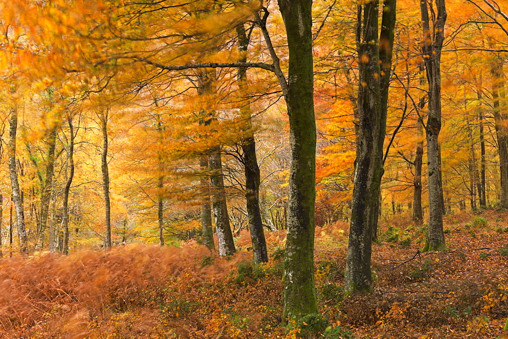 Autumn colours in Barton Wood, Exmoor National Park, Somerset, England, United Kingdom, Europe