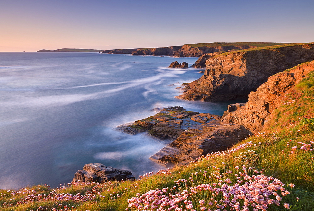 Flowering pink thrift on the Cornish cliffs looking towards Trevose Head, Cornwall, England, United Kingdom, Europe