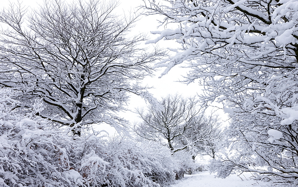 Snow covered trees in winter, Exmoor National Park, Somerset, England, United Kingdom, Europe