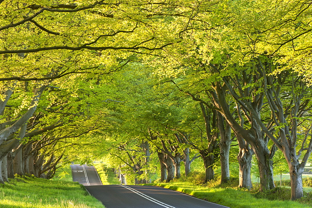 Ancient beech tree avenue at Kingston Lacy in spring, Badbury Rings, Dorset, England, United Kingdom, Europe