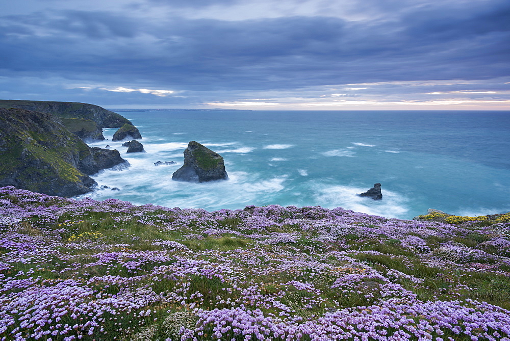 Pink thrift wildflowers (Armeria maritima) flowering on the cliff tops above Bedruthan Steps on the Cornish Coast, Cornwall, England, United Kingdom, Europe