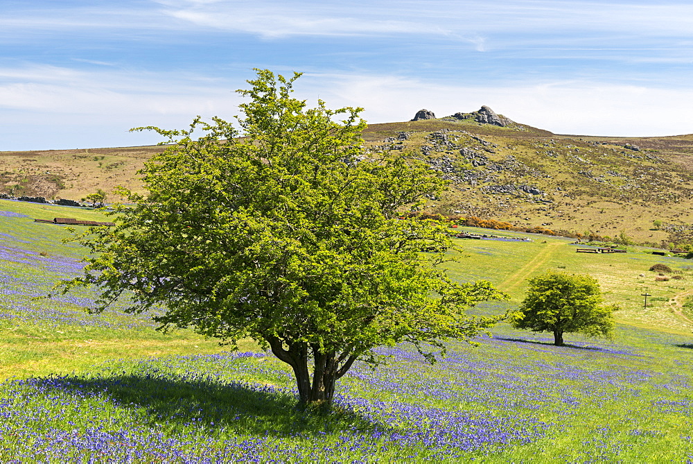 Bluebells flowering on Holwell Lawn, Dartmoor, Devon, England, United Kingdom, Europe