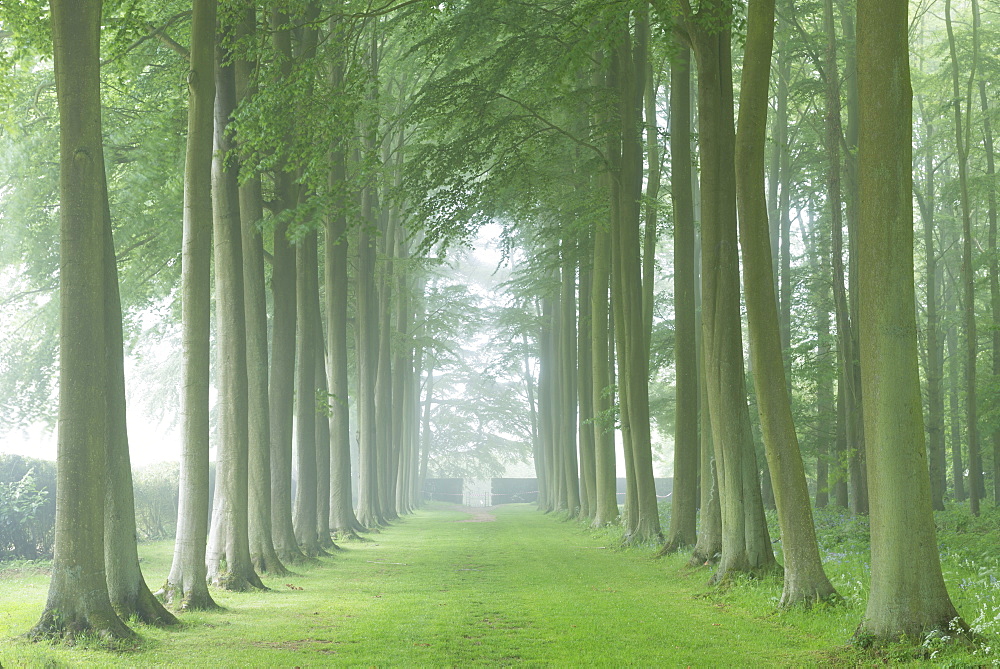 Beech tree avenue in morning mist, Cotswolds, Gloucestershire, England, United Kingdom, Europe