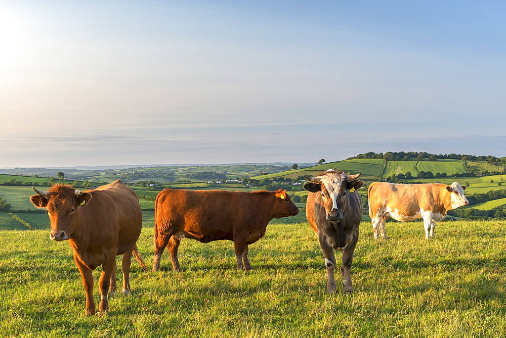 Cattle grazing in the English south west countryside, Devon, England, United Kingdom, Europe