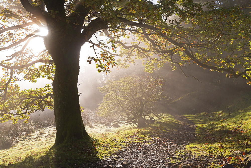 Winding Lake District footpath through Holme Wood in autumn, Loweswater, Lake District National Park, Cumbria, England, United Kingdom, Europe