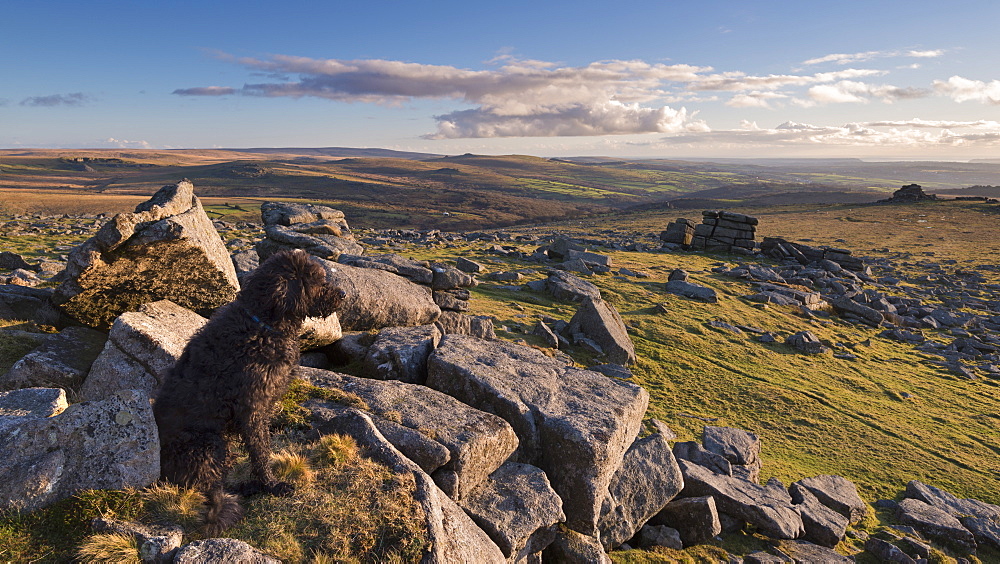 Black dog (Labradoodle) sitting on Great Staple Tor, Dartmoor National Park, Devon, England, United Kingdom, Europe