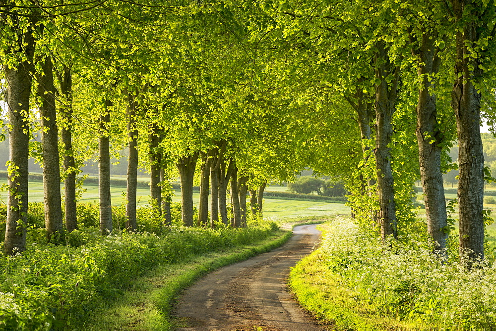 Tree lined country lane in rural Dorset, England, United Kingdom, Europe